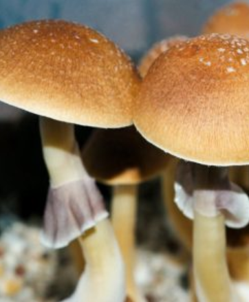 Buy Fiji Island Mushrooms Spores online