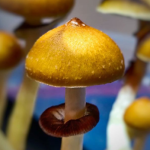 Huautla Mushroom Spores | Huautla Psilocybe Cubensis