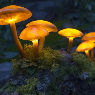 Huautla Mushroom Spores | Huautla Psilocybe Cubensis