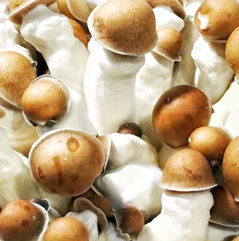 Penis Envy Mushrooms - Penis Envy Mushroom Spores
