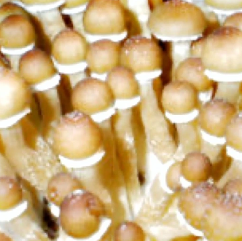 Mexican Dutch King Mushrooms Spore Syringe