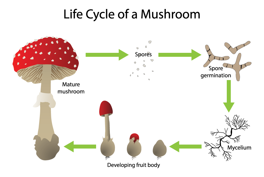 The Life Cycle of a Mushroom