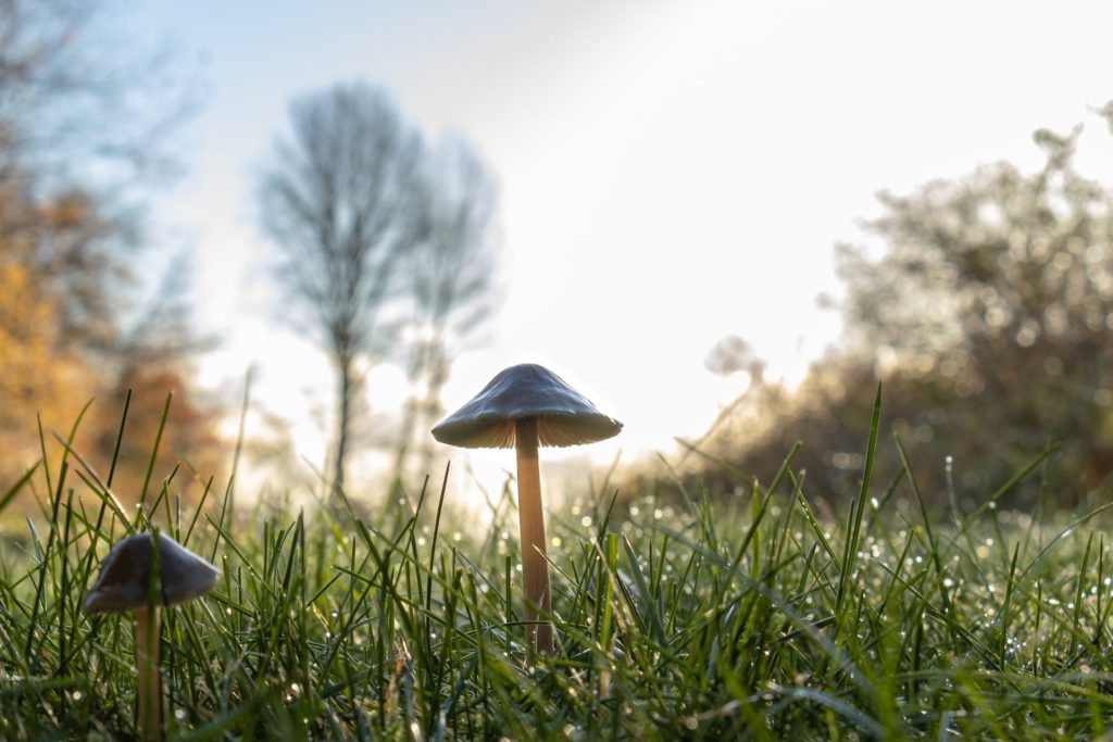 Two mushrooms in a humid grassland, the natural habitat of many psychoactive mushrooms