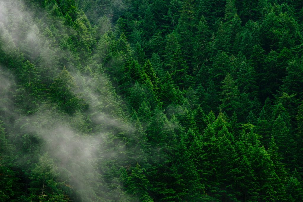 A cloud wafts over a green forest, a natural habitat of psilocybin mushrooms
