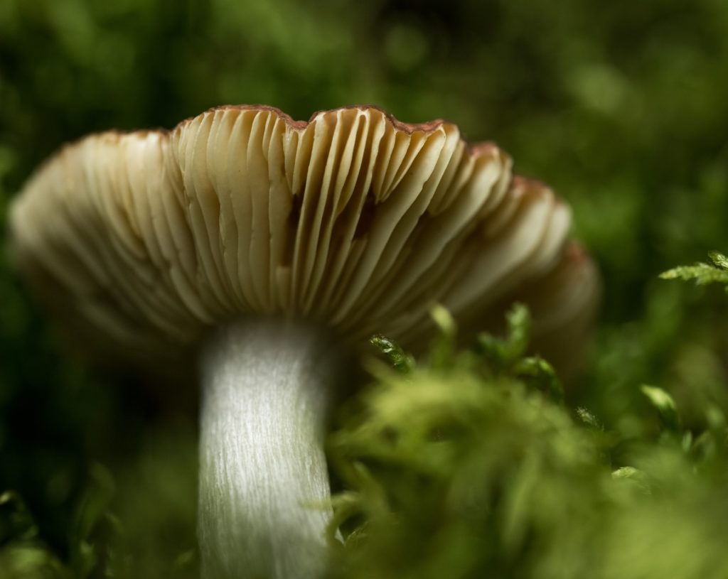 The gills of a wild mushroom, where psilocybin spores are produced