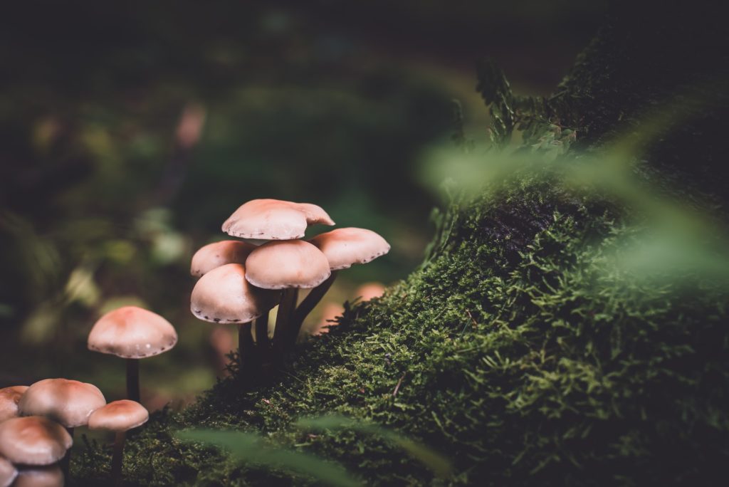 Wild mushrooms grow on a mossy log, an example of what one might see during psilocybin mushroom identification