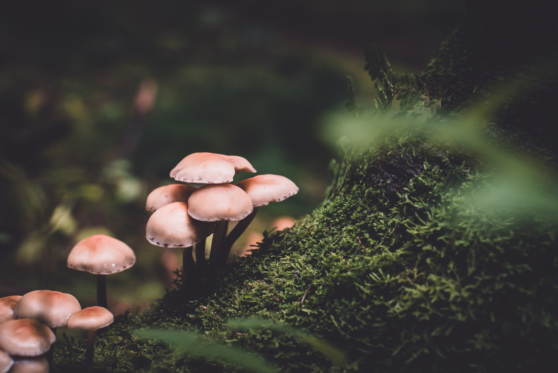 How To Identify Psilocybin Mushrooms - Quality Spores