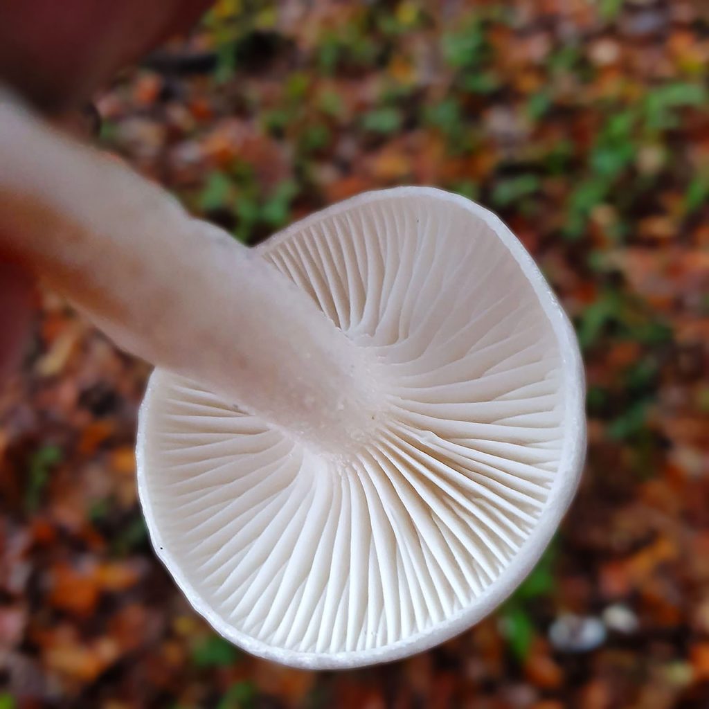 A mushroom is held upside-down to display its gills where magic mushroom spores might be harvested from