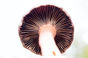 The underside of a mushroom showing its gills, where magic mushroom spores are harvested