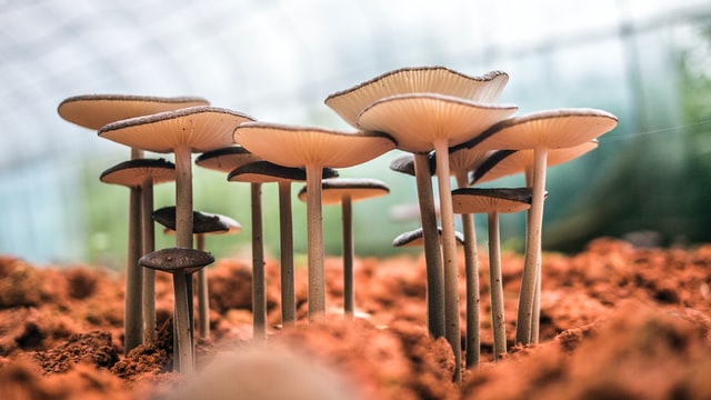 A large grouping of mushrooms with concave caps and exposed gills