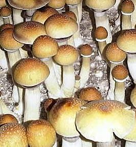 Huautla Mushroom Spores