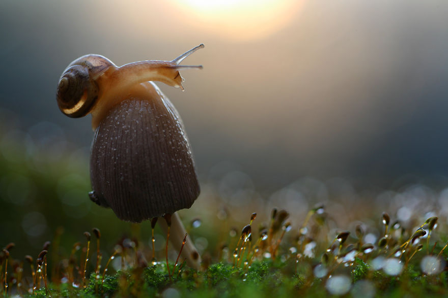A snail crawling across the top of a mushroom.