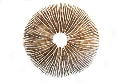 spore print