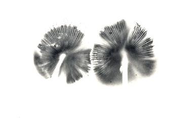 spore print small