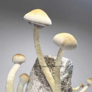 Hero Mushroom Spores