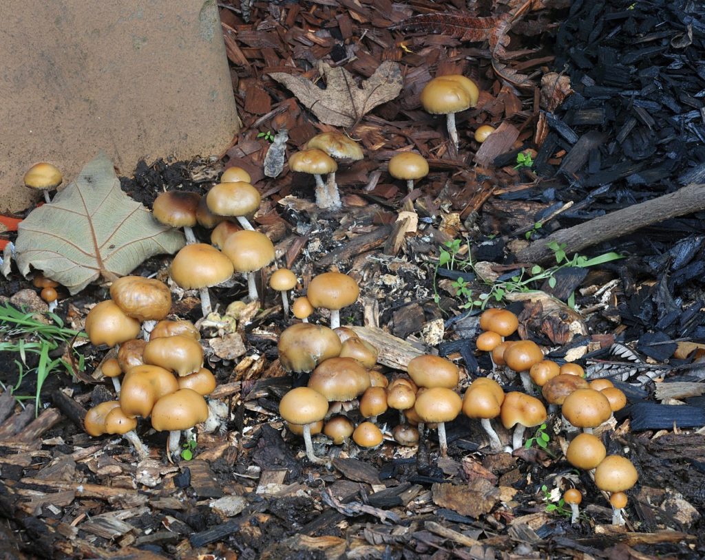 John W. Allen mushroom