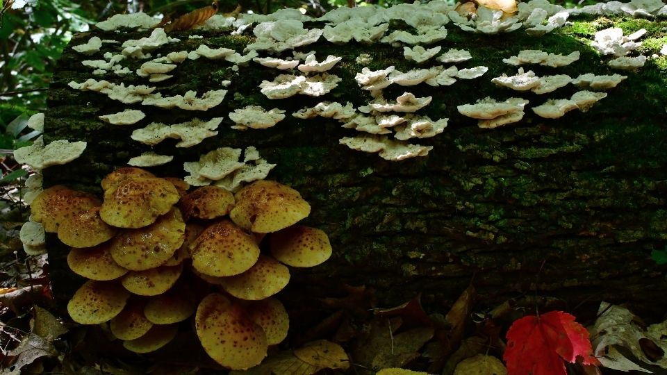 magic mushroom breaks down plastic