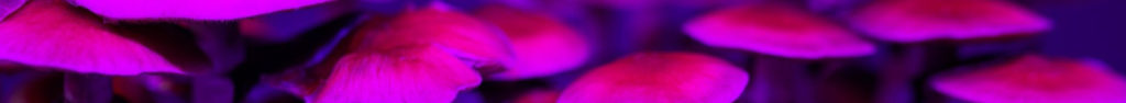 psilocybin mushrooms under purple light, graphical separator