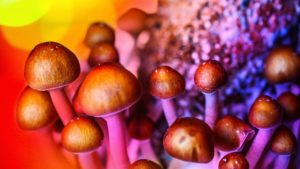 magic mushroom microdosing strains