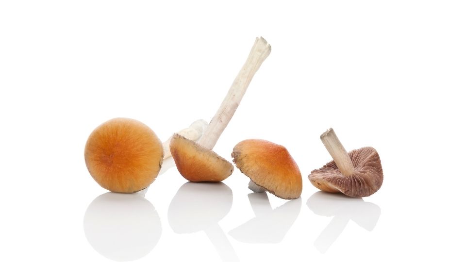 are magic mushrooms good for you