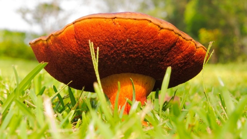 are magic mushrooms poisonous