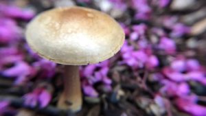 are mushrooms safe