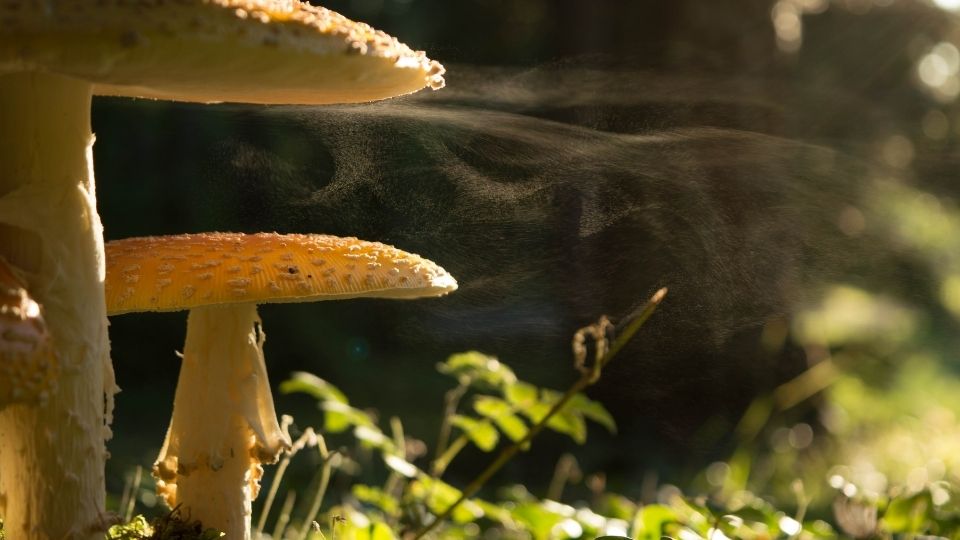 buy mushroom spores ebay