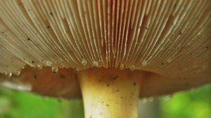 buy mushroom spores etsy
