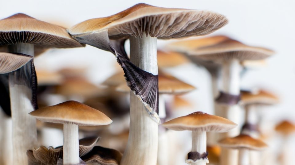 full spectrum psilocybin mushrooms