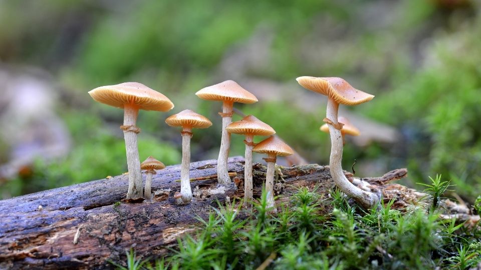 magic mushroom side effects