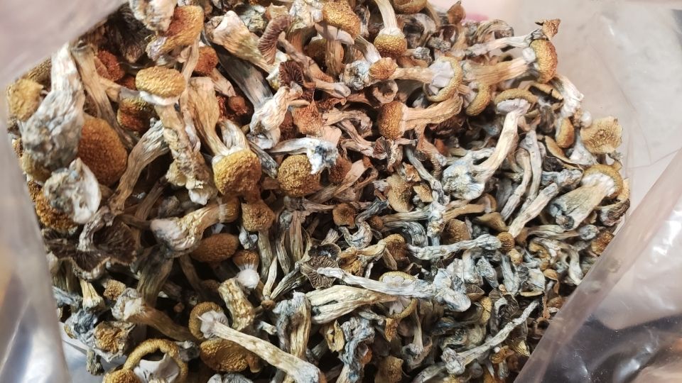 psilocybin mushrooms dried