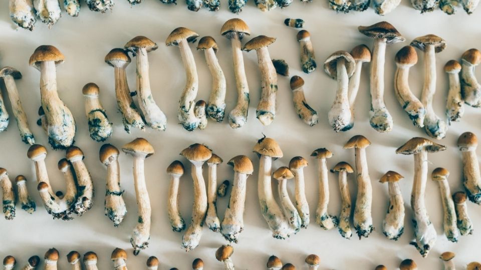 can you eat raw magic mushrooms