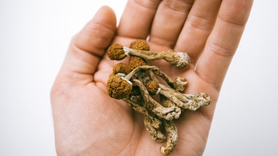 how to dry magic mushrooms