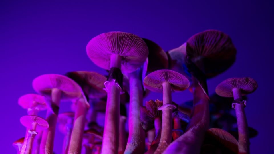 buy exotic mushroom spores