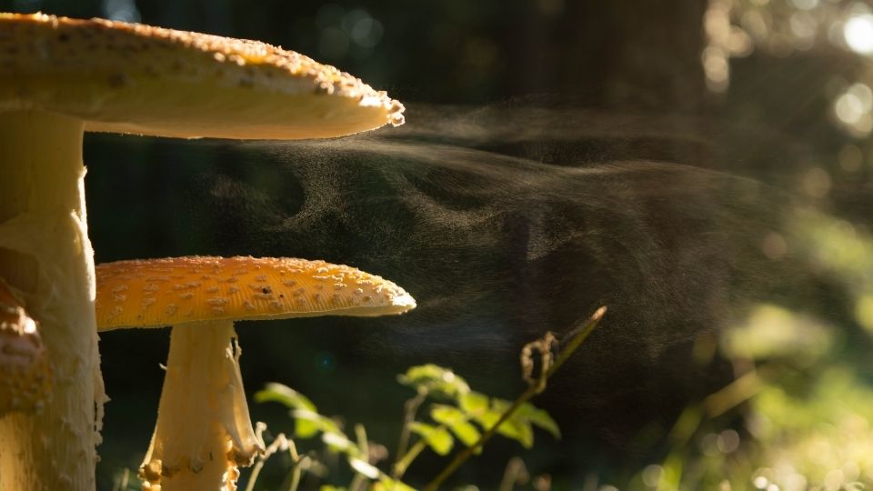 exotic mushroom spore types