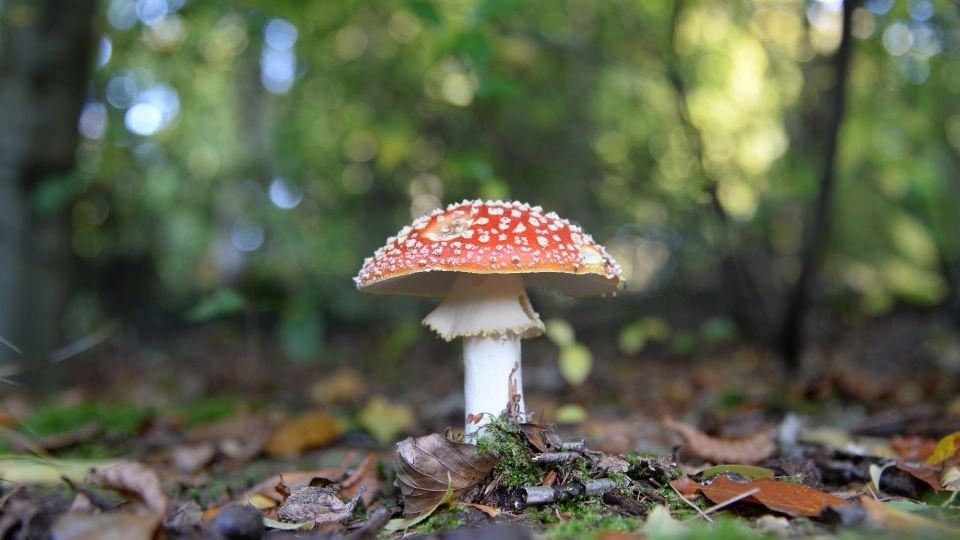 fly agaric fungi cultivation