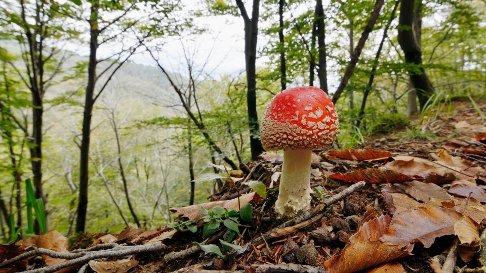growing magic mushrooms A. muscaria