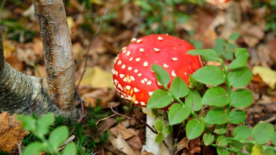 what is fly agaric mushroom