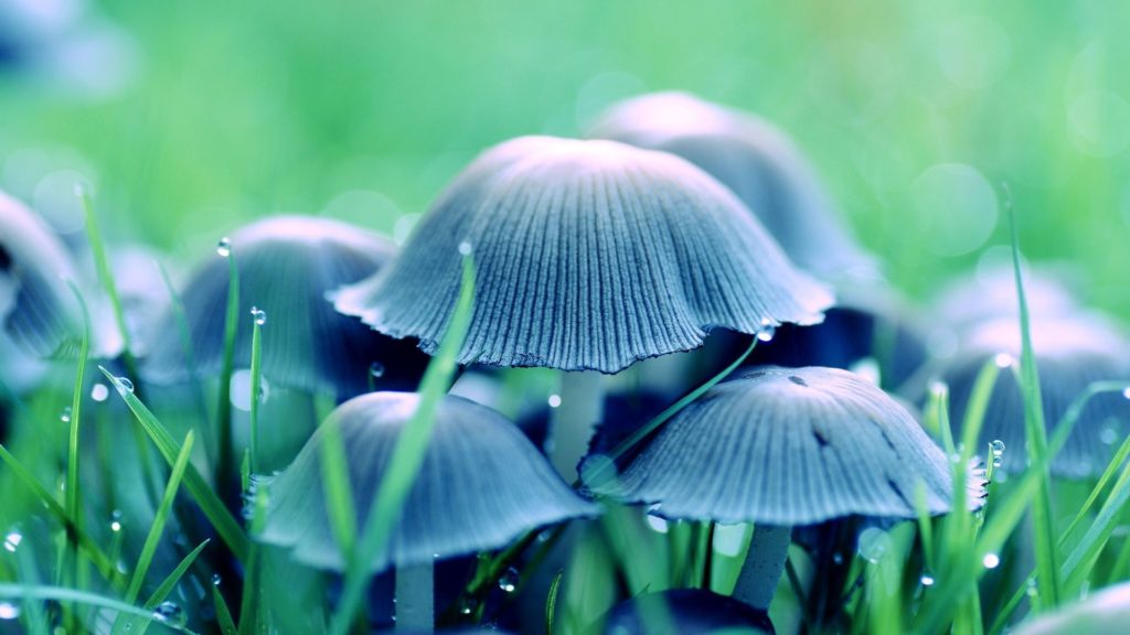 differences between magic mushroom strains