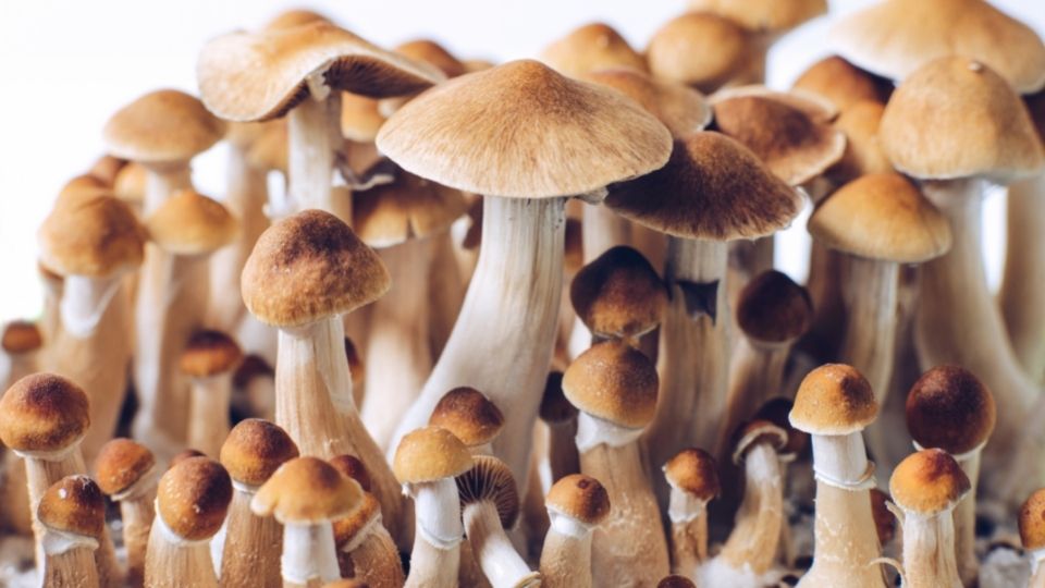 advanced mushroom spores