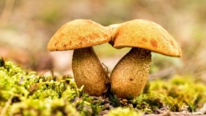 mushroom reproduction and spore germination