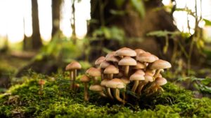 role of fungi in biology