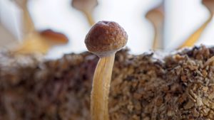 strains of mushrooms