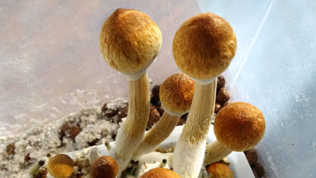 growing magic mushrooms in oregon