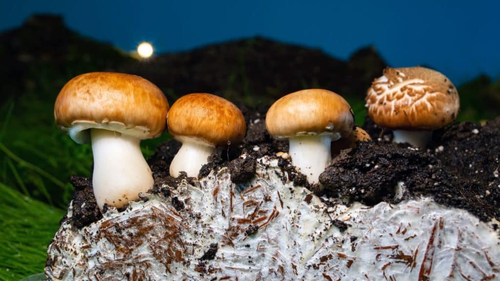 mushroom colonization guide