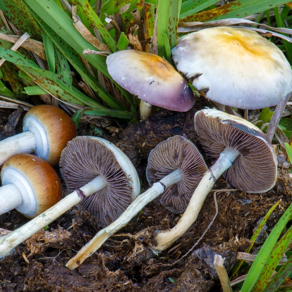 White Teacher Mushroom Spores