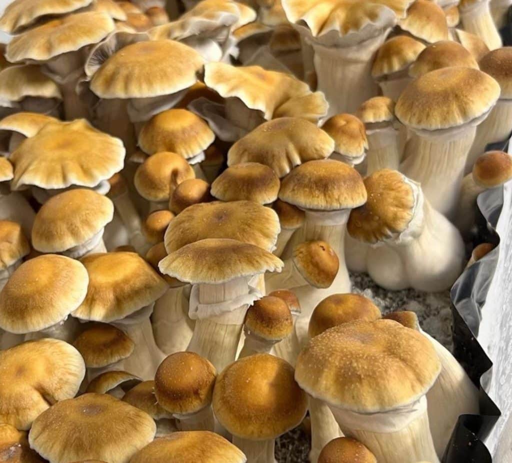 Rip Tide mushrooms