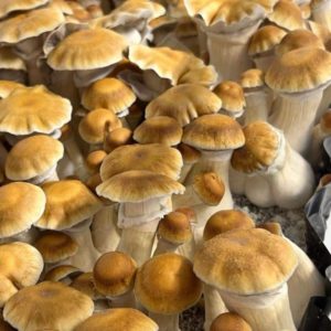 Rip Tide mushrooms