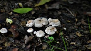 best mushroom substrates