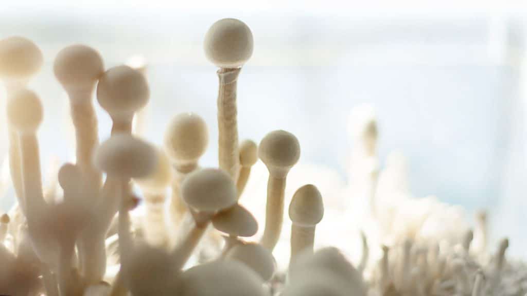 fast growing magic mushroom strains